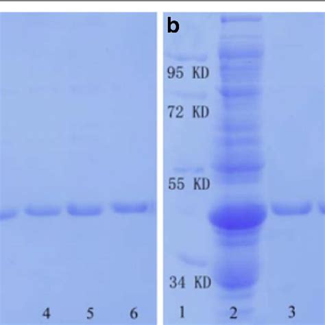 Sds Page Analysis Of Purified Gst Tagged Proteins Separated By Sno