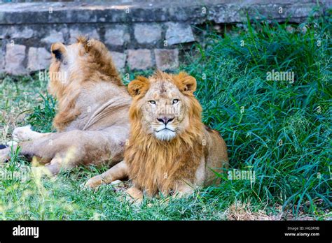 Asiatic Lion India Stock Photo - Alamy