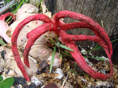 Okratek Australijski Clathrus Archeri Atlas Nagrzyby Pl