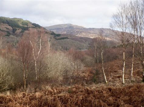 Birches Achray Forest Richard Webb Geograph Britain And Ireland