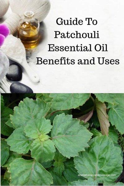 Patchouli Essential Oil Benefits And Uses In Aromatherapy Artofit