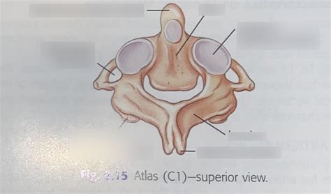 Axis C Diagram Quizlet