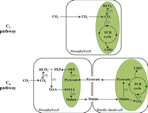 Carbonic Anhydrase And The Molecular Evolution Of C4 Photosynthesis