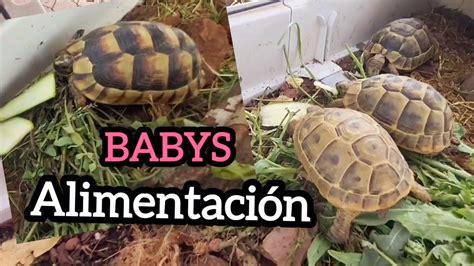 Alimentos Verduras Tortuga Babys Espolvoreado Con Calcio Cerraja