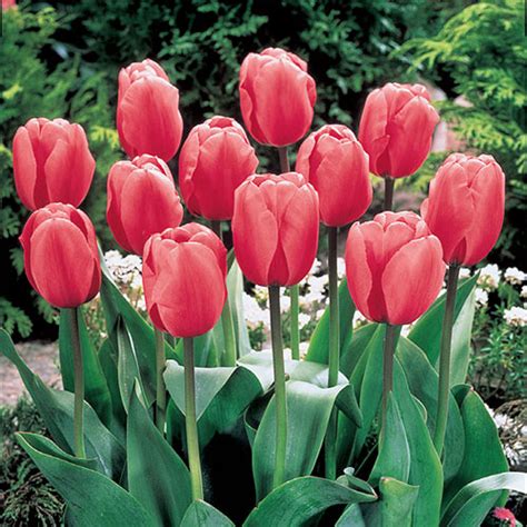 Pink Impression Tulip | Premium Dutch Flower Bulbs