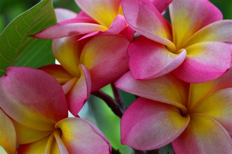 Frangipani Tco1961 Flickr