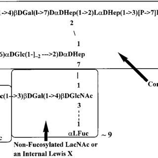 The Complete Structure Of Ochain And Core Regions Of The LPS From H