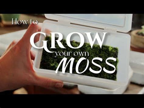 How To Find Grow Your Own Moss Artofit