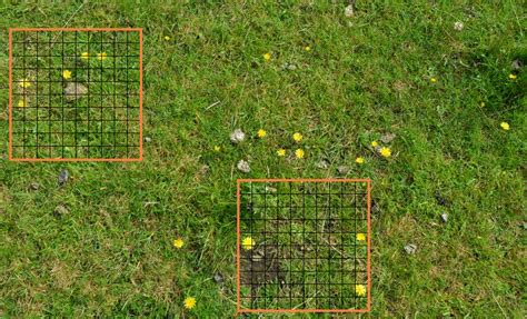 Surveying Methods Surveying Using Quadrats And Examples Of Quadrat