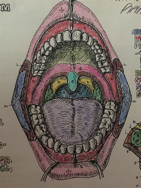 Mouth Diagram 2 Diagram | Quizlet