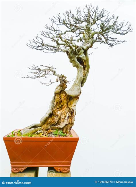 Bonsai Tall Slanted Naked Tree Stock Image Image Of Houseplant