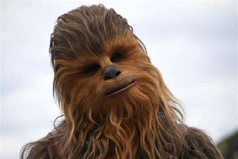 42 Cuddly Facts About Chewbacca