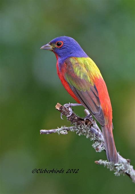 Painted Bunting Passerina Ciris Painted Bunting Pet Birds Bird