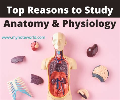 Top Reasons To Study Anatomy And Physiology