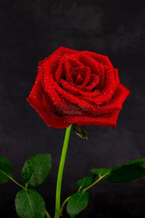 Rose Close-up Picture And HD Photos | Free Download On Lovepik