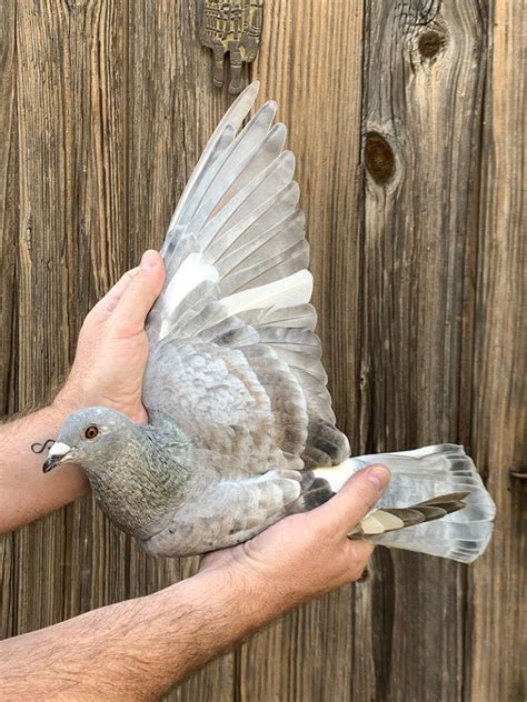 Recessive Opal Racing Pigeon Collection Racing Pigeons Pigeon