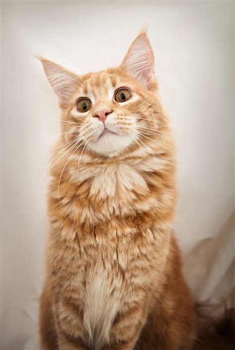 Retrato De Un Ginger Maine Coon Cat Imagen De Archivo Imagen De