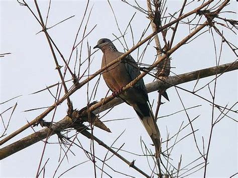 Mookambika Wildlife Sanctuary in Udupi, Karnataka | BangaloreOrbit.com