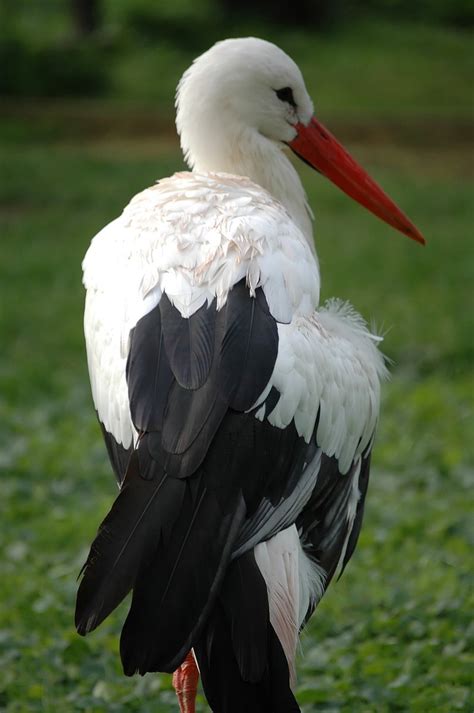 White stork Free Photo Download | FreeImages