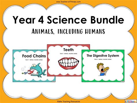 Year 4 Science Bundle: Animals, including humans | Teaching Resources