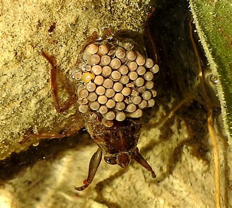 Belostomatidae Sp Belostoma Bugguidenet