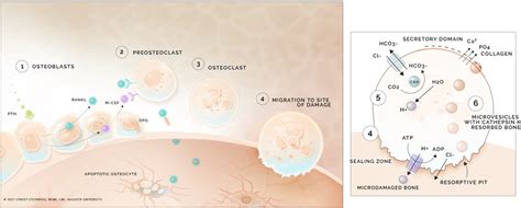 Osteoclastogenesis And Bone Resorption 1 Parathyroid Hormone PTH