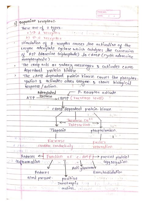 SOLUTION Adrenergic Receptors Studypool