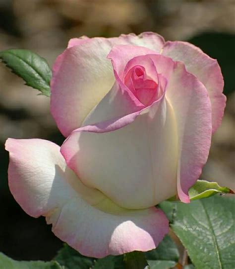 A Pink And White Rose Is Blooming In The Sun With Green Leaves Around It