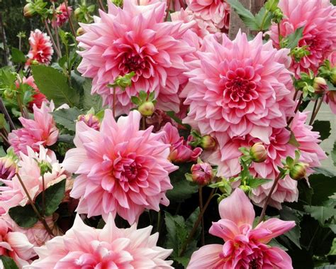 Dahlias Closeup Pink Color Hd Wallpaper Rare Gallery