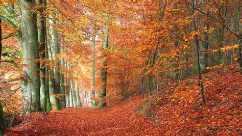 autumn belgian countryside Stock Footage Video (100% Royalty-free ...