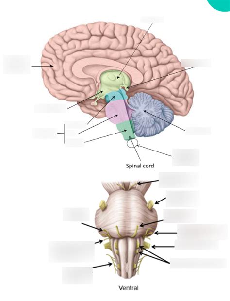 Brainstem Diagram Quizlet