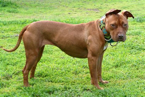 American Pitbull Terrier Caractère Santé Origines Et éducation