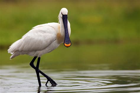 spoonbill bird png  tanrylandblog blog