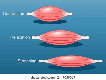 Muscle Relaxation Stretching Contraction Close Up Skeletal Stock Vector