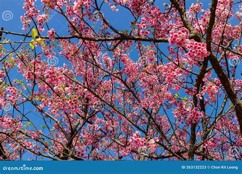 Sunny View of Cherry Blossom in Yangmingshan National Park Stock Image - Image of asia, national ...