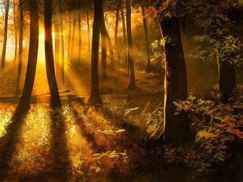 Sunlit Forest Study by JRCoffronIII on DeviantArt