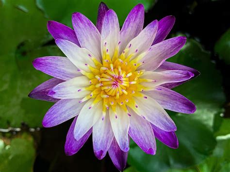 Waterlily Color Scheme - Image Color Palettes - SchemeColor.com