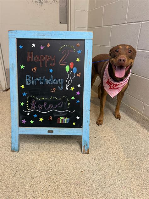 city line veterinary center 8