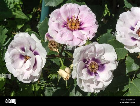 Rosa.Rose.var Blue eyes is a Floribunda rose with a most unusual color ...