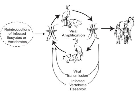 Transmission Cycle of Japanese Encephalitis Virus | Download Scientific ...