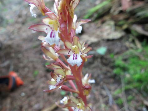 Spotted Coral Root Corallorhiza Maculata Caleb Slemmons Flickr