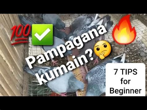 Tips Para Malakas Kumain Ang Kalapati Ganadong Kumain Mga Kalapati