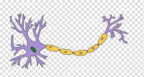 Neuron 20clipart Brain Neuron Clip Art Free Transparent Png Clip