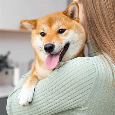 La Raza Favorita De Los Memes Cu Nto Viven Los Shiba Inu Cu Les Son