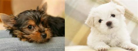 Maltipoo Vs Yorkiepoo Differences And Comparison Best Protection Dogs