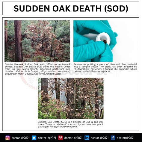 Sudden Oak Death Disease: Causes, Symptoms, and Management of