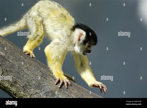 Monkeys With Primates Hi Res Stock Photography And Images Alamy