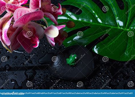 Pink Orchid on a Black Background. Stock Image - Image of natural ...