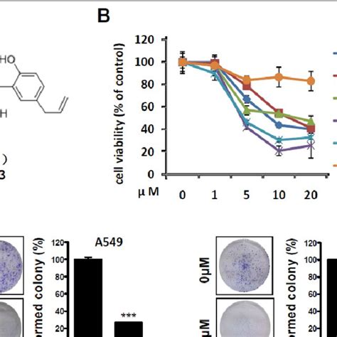 A B Magnolol Treatment Led To Apoptosis Activation In A Cells