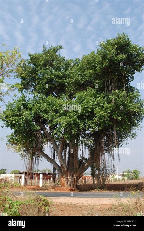 banyan tree on the road side ; india Stock Photo - Alamy